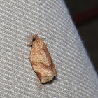 Oblique-banded Leafroller