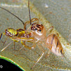 Jumping spider (with prey)