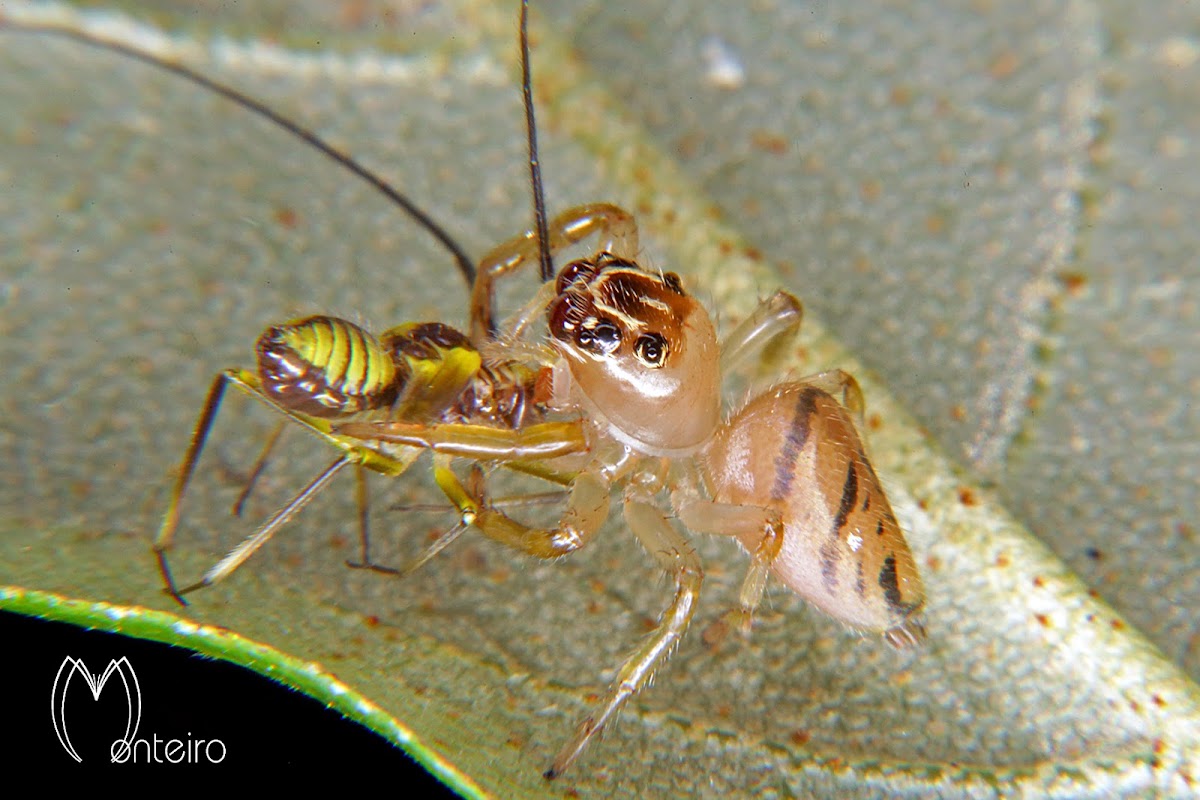 Jumping spider (with prey)