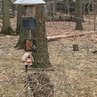 Downy Woodpecker