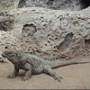 Land Iguana