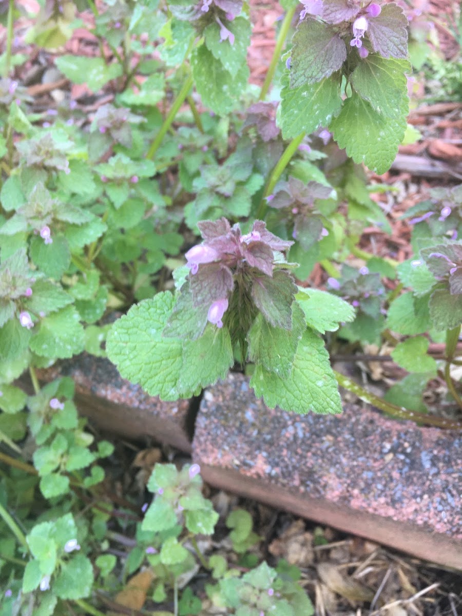 Henbit deadnettle