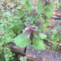 Henbit deadnettle