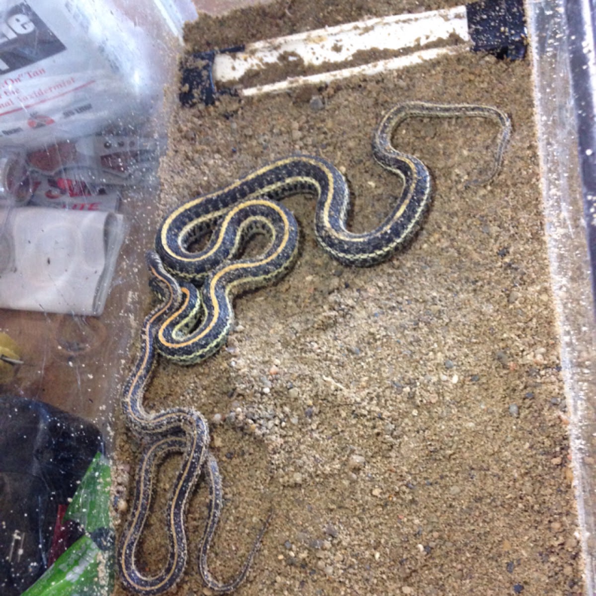 Plains Gartersnake