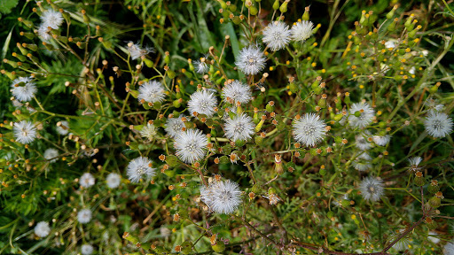 Senecio lividus