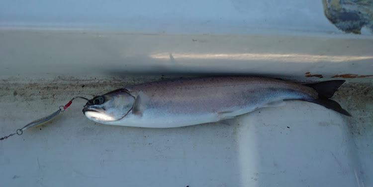 ハイエースのボート釣り・釣りバカ・釣り命・琵琶湖・湖上に避難に関するカスタム事例の投稿画像7枚目