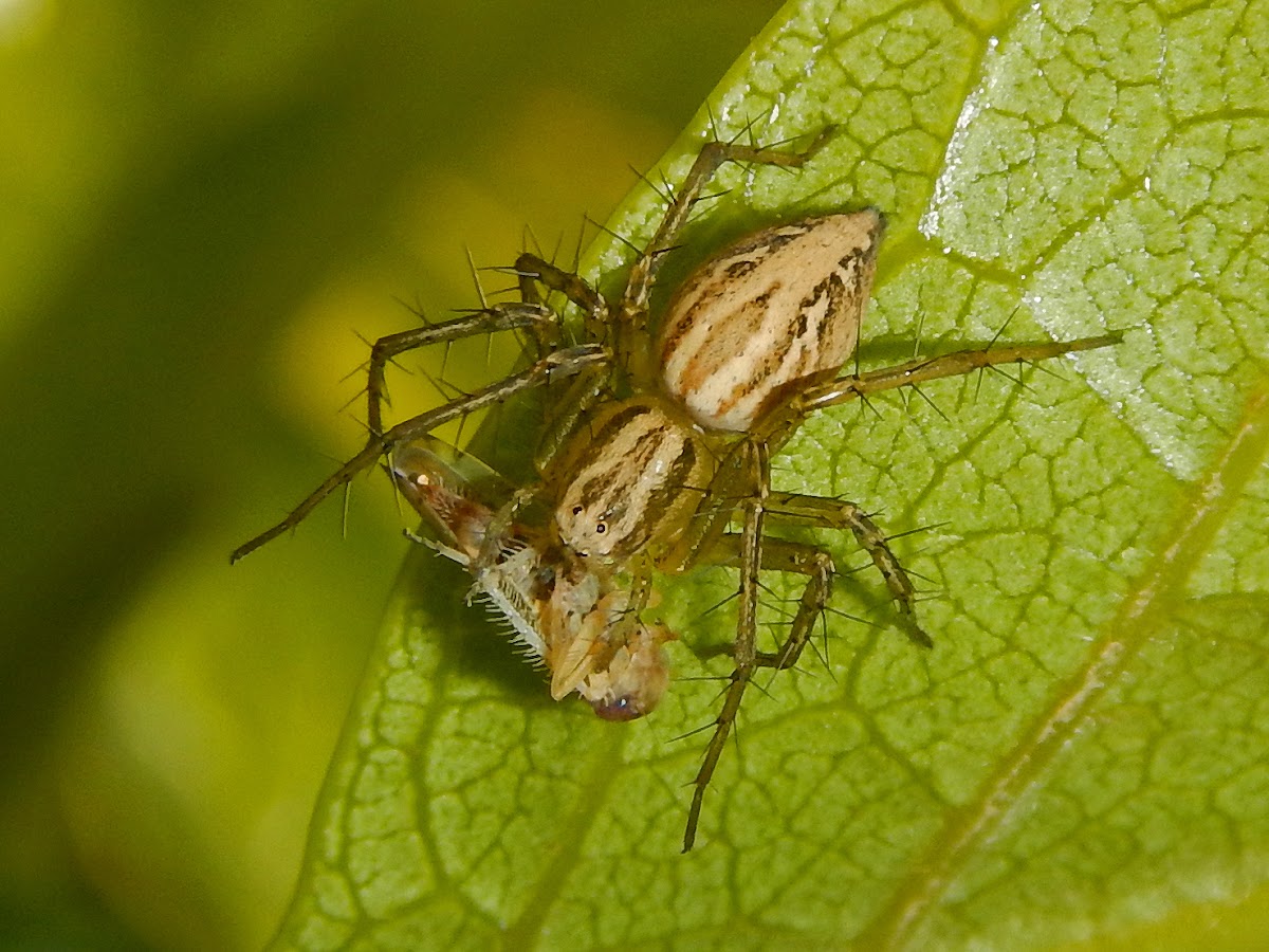 Lynx spider