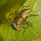 Lynx spider