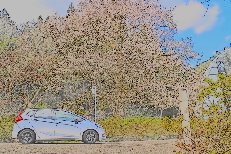 フィットの桜・ドライブ・洗車・コロナウイルスに負けるな・桜と愛車に関するカスタム事例の投稿画像4枚目