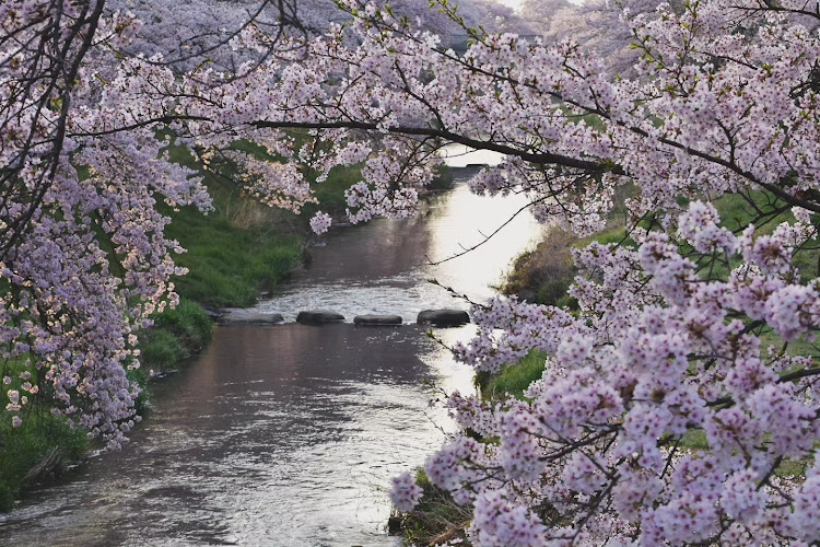 プリウスのzvw30・プリウス30・サクラと愛車・川沿いの桜🌸並木・桜散る‥🌸に関するカスタム事例の投稿画像4枚目