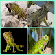 Download Best tips cultivation iguana For PC Windows and Mac 1.0