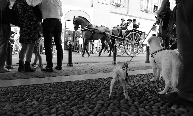 acCANIti SPETTATORI di roberto-copeta