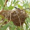 Little Friarbird (nest)