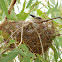 Little Friarbird (nest)