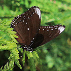 Malayan Eggfly