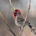 House Finch