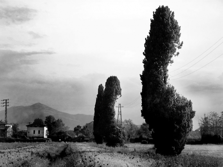 I cipressi tagliati di eneemha