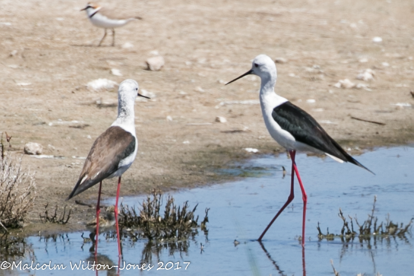 Black-winged Stilt; Cigüeñuela