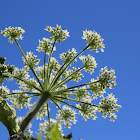 Cow parsnip