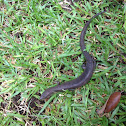 bar-lipped sheen skink