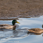 Mallard