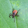 Blacklegged Ticks (Females)