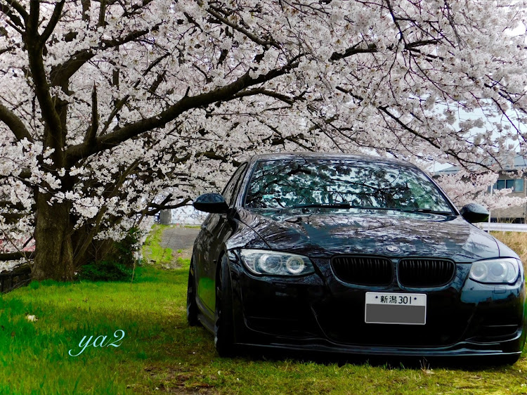 3シリーズ クーペの桜と愛車・新潟・桜まもなく終了に関するカスタム事例の投稿画像2枚目