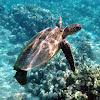 Green Sea Turtle