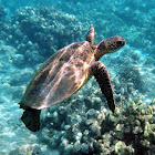 Green Sea Turtle