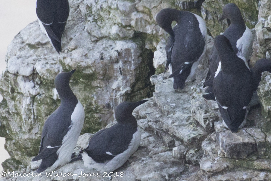 Guillemot