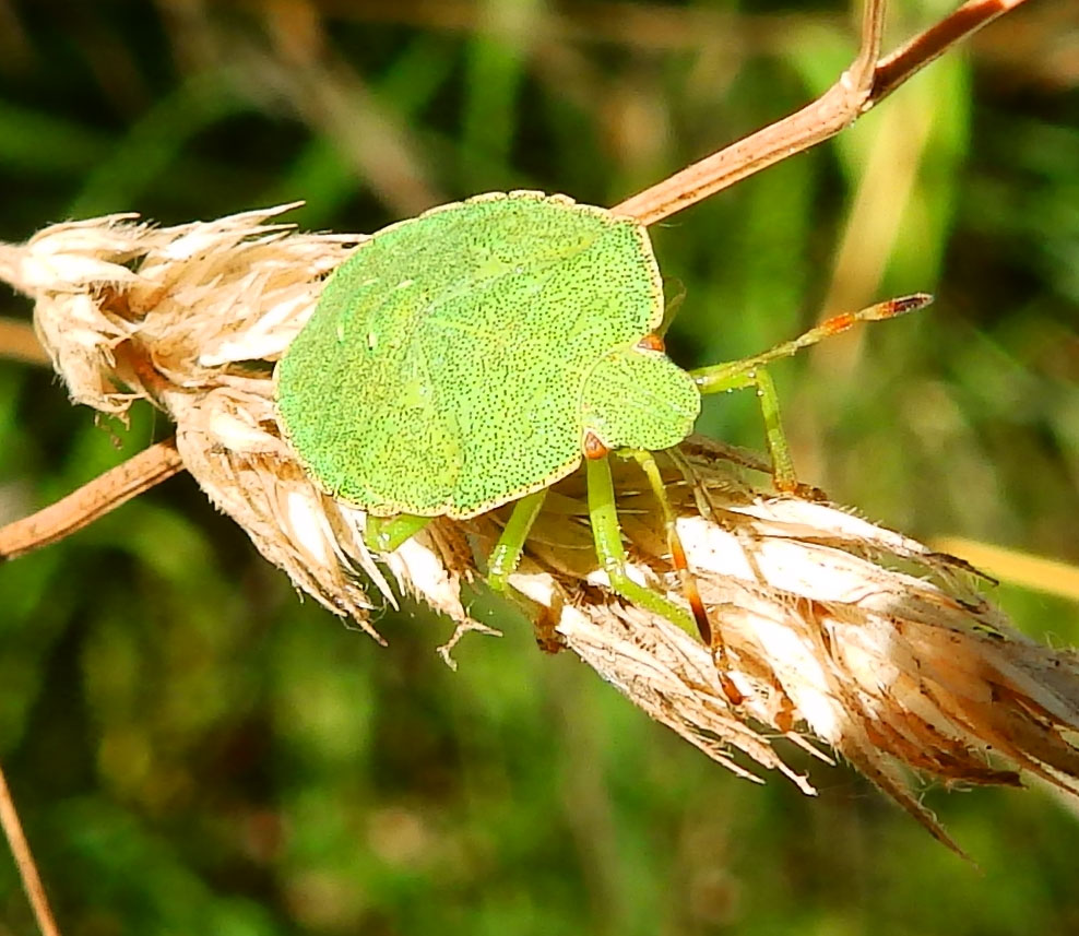 Green Shield Bug