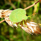 Green Shield Bug