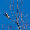 Blue jay