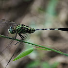 Green marsh hawk