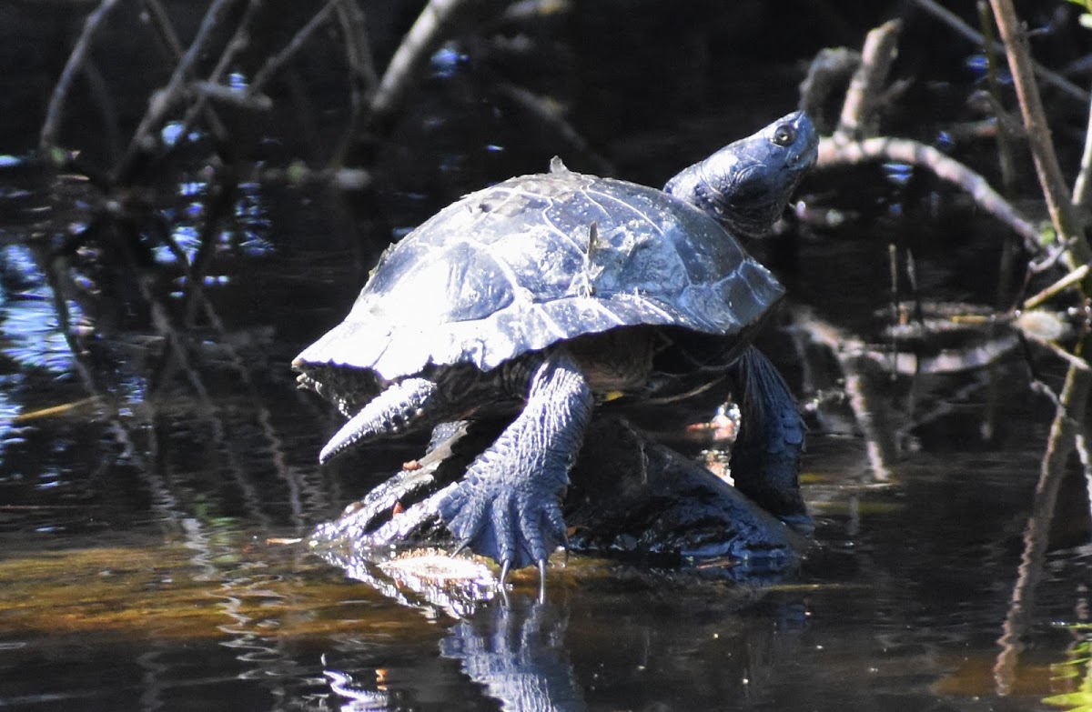 Western pond turtle