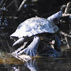 Western pond turtle