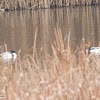 Shelduck; Tarro Blanco