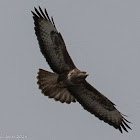 Buzzard