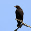 Bronzed Cowbird female