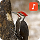 Download Woodpecker Bird Sounds For PC Windows and Mac 1.0.1