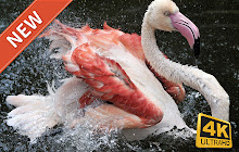 Flamingo Wallpaper HD Custom New Tab small promo image