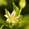 Chickweed