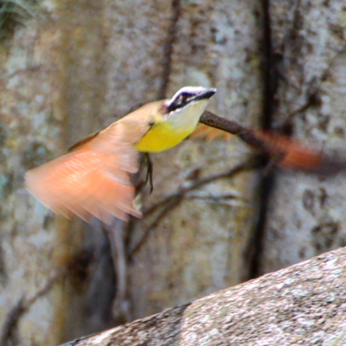 Great Kiskadee