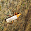 Soldier Beetle