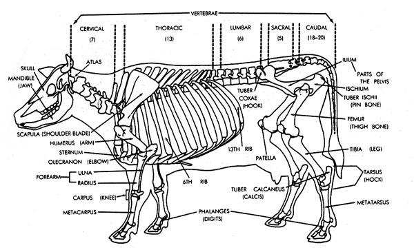 Image result for femur bone cow