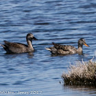 Gadwall; Anade Friso