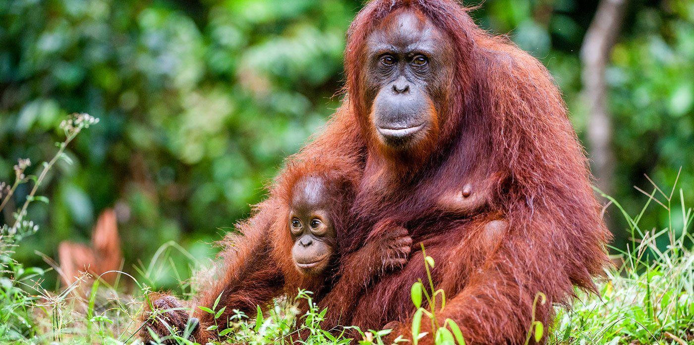 Orangutan and Baby