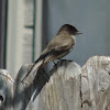 Eastern Phoebe