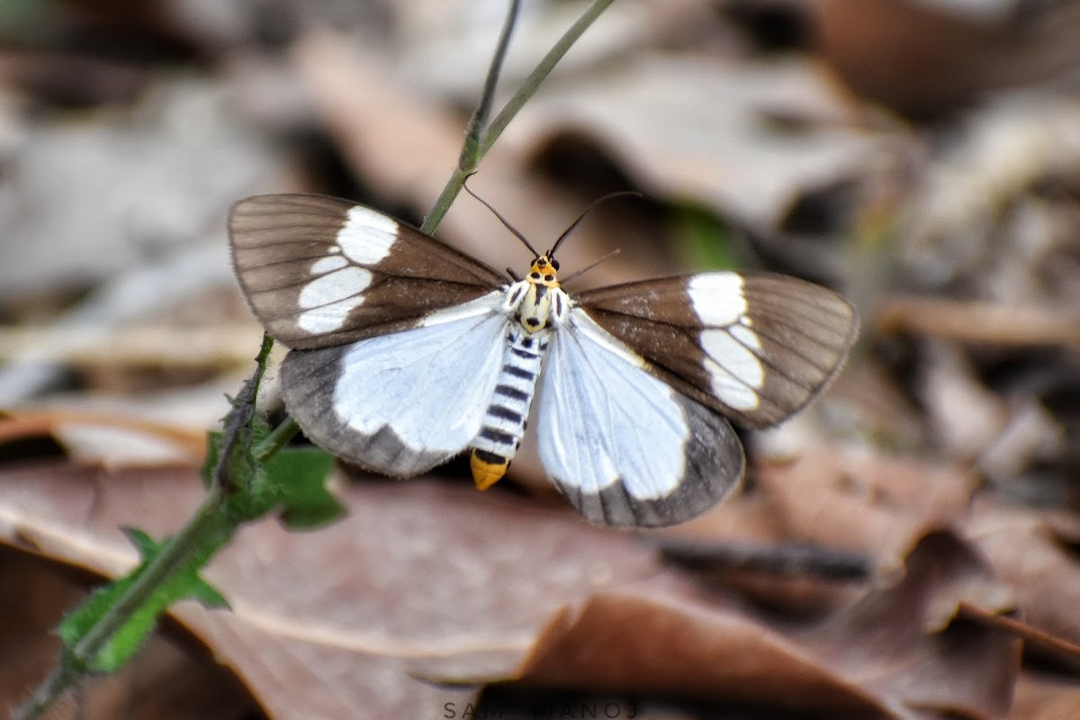 Tiger Moth (Day-flying Moth)