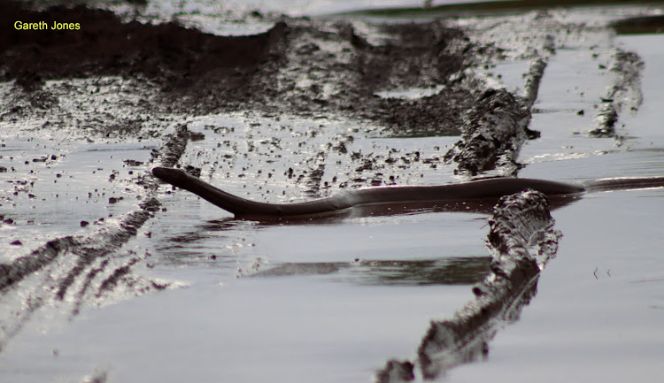 African Rock Python